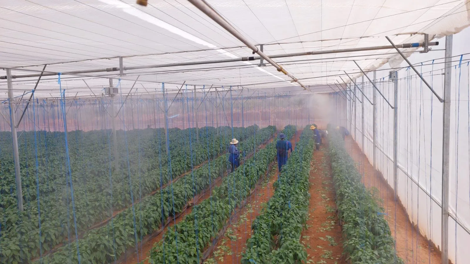 Greenhouse Humidity Installation