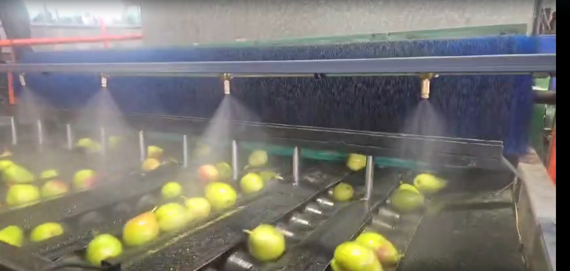 Packhouse conveyor fogging misting system biosecurity South Africa